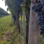 Wine tasting in Montepulciano and visit to Pienza, in Tuscany from Rome - Visiting the Winery at Montepulciano’s Vineyards