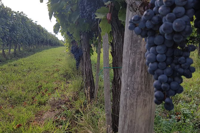 Wine tasting in Montepulciano and visit to Pienza, in Tuscany from Rome - Visiting the Winery at Montepulciano’s Vineyards