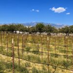 Wine Tasting Tour from Las Vegas with Snacks - Wine Tasting at Artesian Cellars Winery and Restaurant