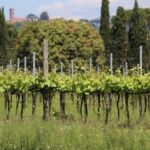 Wine tour and lunch in Lucca area - Visiting Two Distinct Wineries in Lucca and Montecarlo
