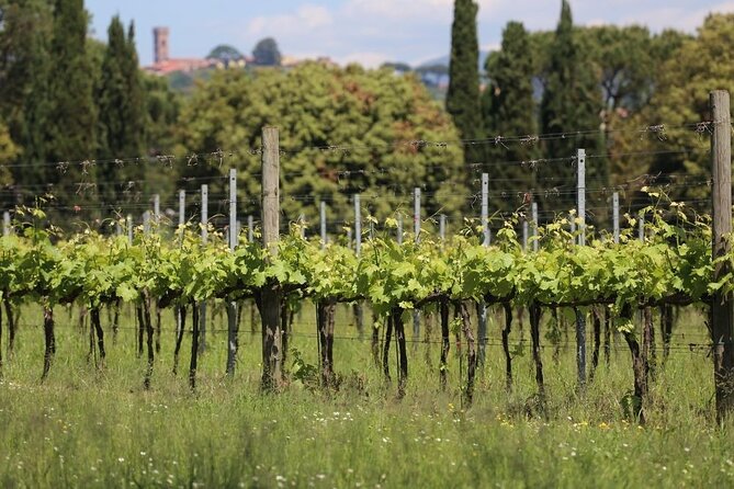 Wine tour and lunch in Lucca area - Visiting Two Distinct Wineries in Lucca and Montecarlo