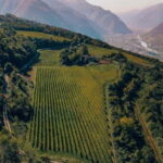 Wine tour at Borgo dei Posseri: wine, nature, and authenticity - Starting Point: Borgo dei Posseri’s Vineyard Setting