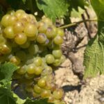 Wine Tour Bandol & Cassis from Marseille - Starting Point and Tour Duration in Marseille