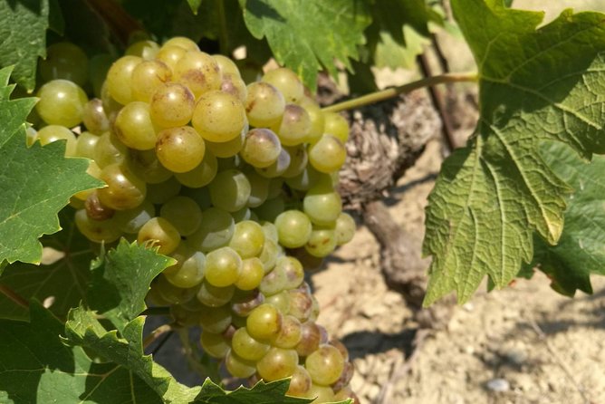 Wine Tour Bandol & Cassis from Marseille - Starting Point and Tour Duration in Marseille