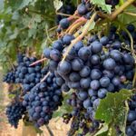 Wine Tour Experience In Lake Country 5 Wineries - Exploring 50th Parallel Estate Winery’s Modern Charm and Pinot Noir Expertise