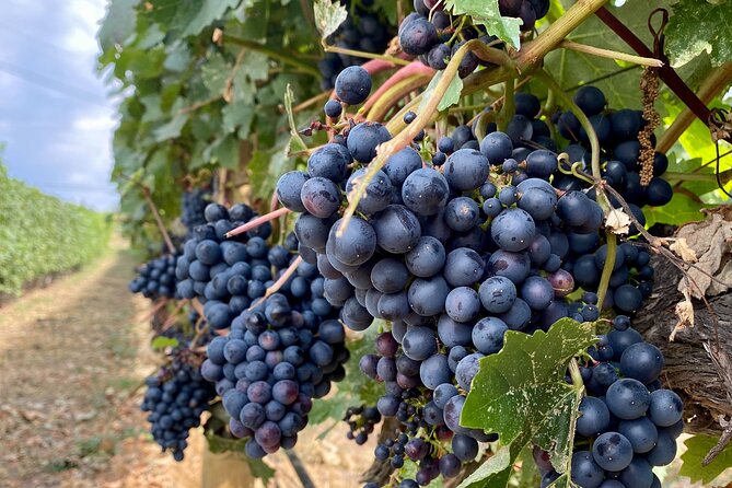 Wine Tour Experience In Lake Country 5 Wineries - Exploring 50th Parallel Estate Winery’s Modern Charm and Pinot Noir Expertise