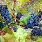 Wine tour in Chianti and visit of San Gimignano for small groups - Scenic Drive through Chianti’s Landscape