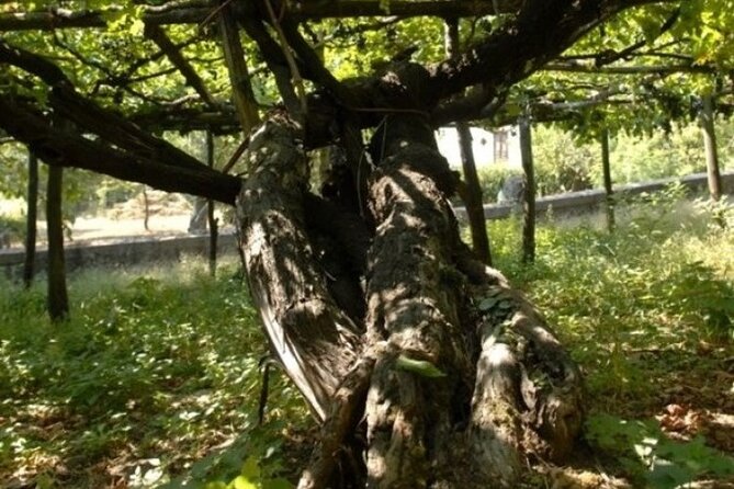 Wine Tour (lunch included) - Starting at Tenuta San Francesco with a Wine Tasting & Typical Products