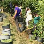 Wine Tour whit wine tasting - Discovering Hidden Corners at LOsteria SenzOste