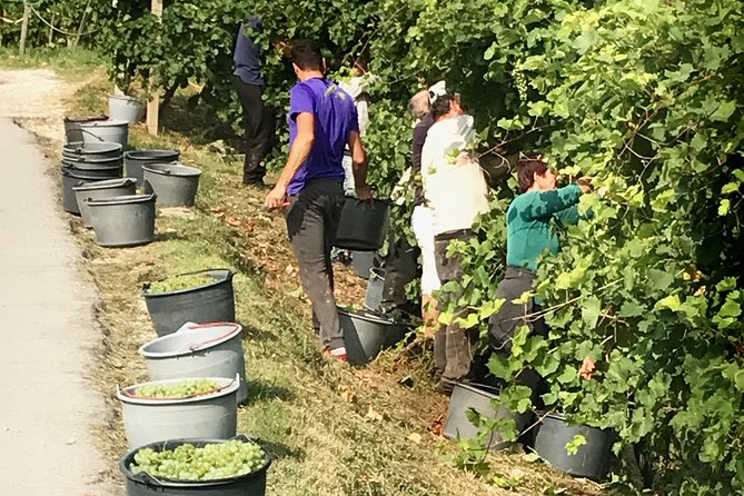 Wine Tour whit wine tasting - Discovering Hidden Corners at LOsteria SenzOste