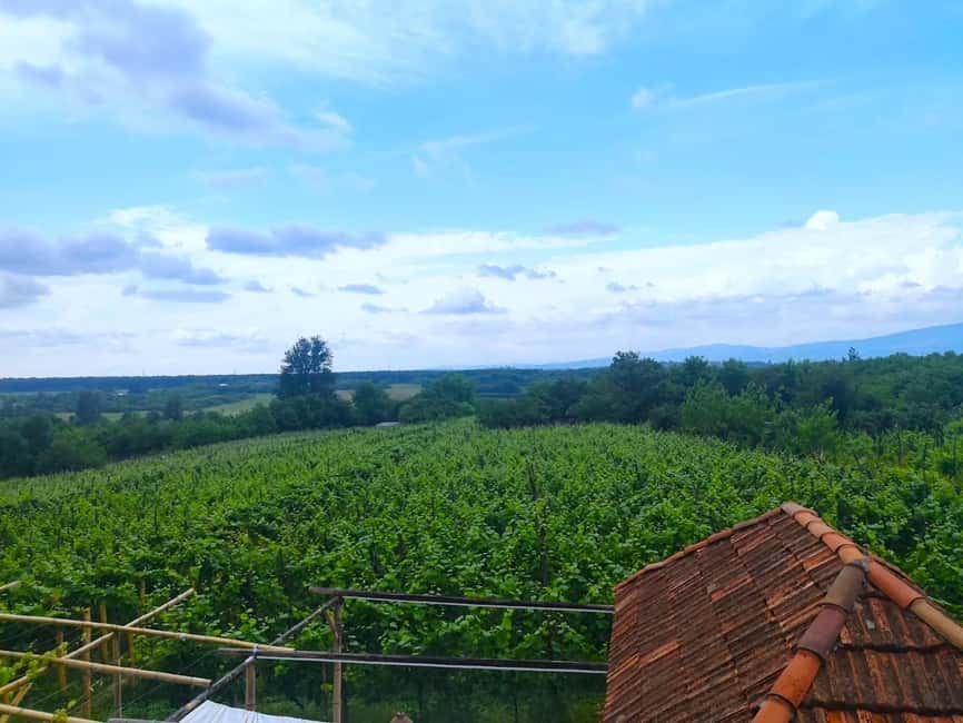 Winery Bike Tour from Kutaisi - Wine tasting & Vineyards - Discovering Baias Winery and its Family Heritage