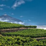 Winery Tour and Tasting in Tenerife with the Sommelier - Tasting Four Wines Paired with Canarian Cheese and Cold Cuts