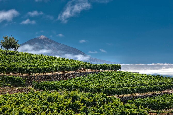 Winery Tour and Tasting in Tenerife with the Sommelier - Tasting Four Wines Paired with Canarian Cheese and Cold Cuts