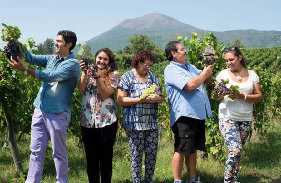 Winery Tour with Organic Wine Tasting & Lunch near Pompeii - Scenic Walk Through Vesuvius-Influenced Vineyards