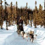 Winter Dog Sled Tour: Day or Night. - The Scenic Sled Ride: Day or Night Adventure