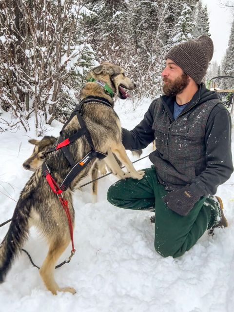 Winter Dog Sled Tour Day or Night Mush! - Starting at Montana Creek Rd in Talkeetna