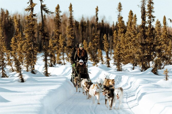 Winter Dog Sled Tour: Day or Night. - The Scenic Sled Ride: Day or Night Adventure