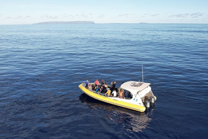 Winter Whale Watching Adventure in Kauai - Key Points