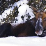 Winter Wildlife Discovery Tour - Discover Jasper’s Wildlife and Scenic Spots
