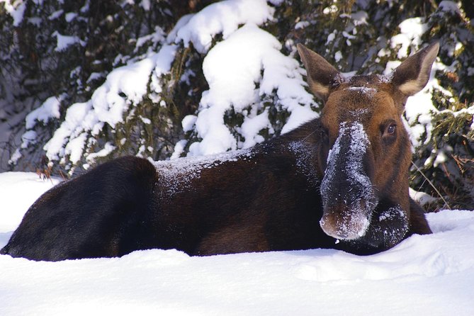 Winter Wildlife Discovery Tour - Discover Jasper’s Wildlife and Scenic Spots
