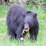 Wolfdog Sanctuary and Banff Day Trip - Lunch Break in Canmore: Mountain Views and Local Flavors