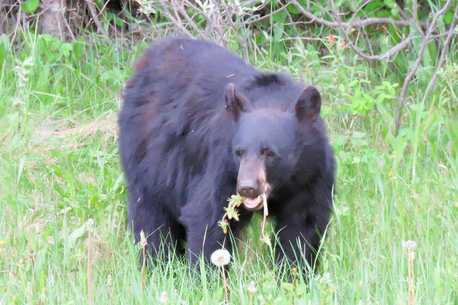 Wolfdog Sanctuary and Banff Day Trip - Lunch Break in Canmore: Mountain Views and Local Flavors