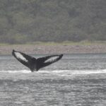 Wonderful Whales and Wildlife Tour - Departure from Icy Strait Point to Hoonah and the Boat