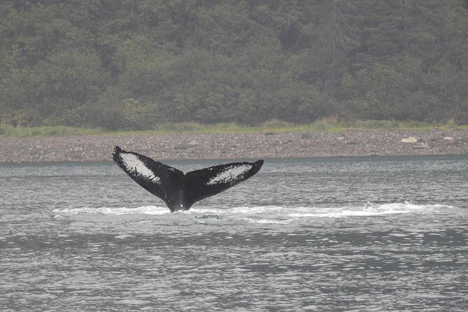 Wonderful Whales and Wildlife Tour - Departure from Icy Strait Point to Hoonah and the Boat
