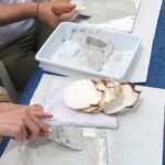 Workshop Fresco Painting & Aperitivo Seaview in Sorrento coast - The Only Fresco Painting Experience in the Sorrento and Amalfi Coasts