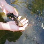 Xochimilco Ancestral Ajolotos Chinampas and Living Tradition - Encountering the Ajolote in Its Natural Habitat