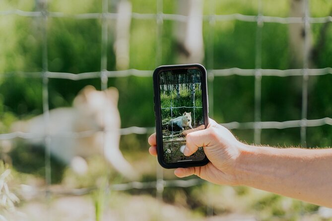 Yamnuska Wolfdog Sanctuary Walk Ticket in Canada - The Wolfdog Wisdom Sessions and Animal Interaction