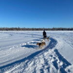 Yellowknife: Dog Sledding Tour - The Sled Dogs and Their Care