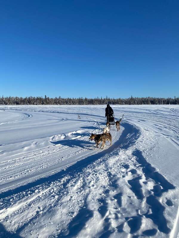 Yellowknife: Dog Sledding Tour - The Sled Dogs and Their Care