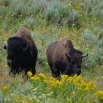 Yellowstone 2 Day Adventure - Upper and Lower Loop Tour - Highlighting Yellowstone’s Most Famous Attractions