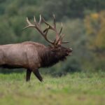 Yellowstone Full Day Private Tour & Hike - Pickup from Gardiner - Visiting Mammoth Hot Springs and Canary Spring