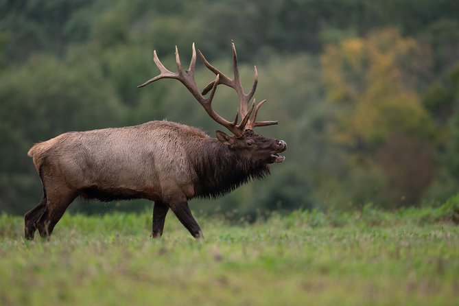 Yellowstone Full Day Private Tour & Hike - Pickup from Gardiner - Visiting Mammoth Hot Springs and Canary Spring