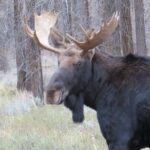 Yellowstone & Grand Teton National Parks - Ultimate Wildlife Safari - Exclusive Pickup and Convenient Transport from Jackson Hole