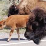 Yellowstone Grand Tour: See All Yellowstone In One Day - Yellowstones Grand Canyon and Artist Point Views
