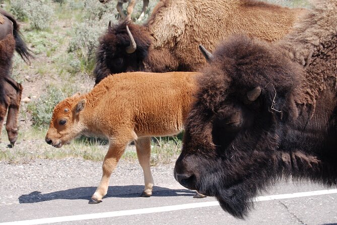 Yellowstone Grand Tour: See All Yellowstone In One Day - Yellowstones Grand Canyon and Artist Point Views