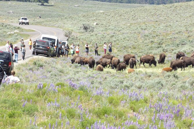 Yellowstone Hidden Gems Hiking Tour West Yellowstone - Lamar Valley: Yellowstone’s Wildlife Hotspot