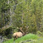 Yellowstone in a Day - Private Grand Loop Tour - Visiting Yellowstone’s Most Famous Geothermal Features