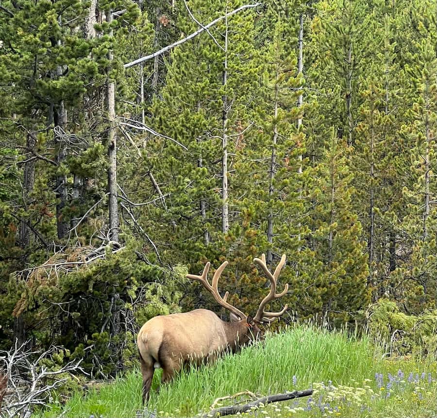 Yellowstone in a Day - Private Grand Loop Tour - Visiting Yellowstone’s Most Famous Geothermal Features