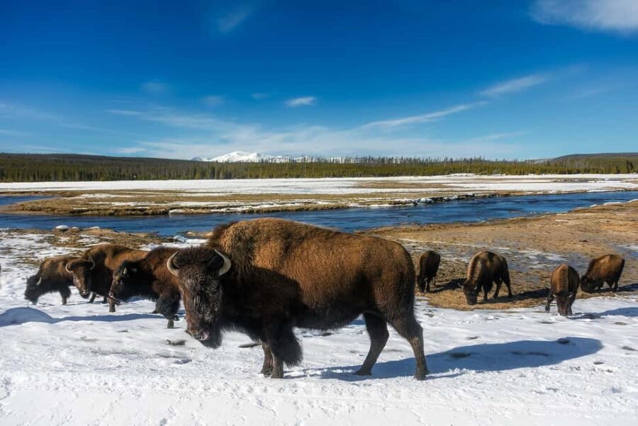 Yellowstone Lamar Valley & Picnic Lunch With Wildlife Guide - Comfortable Transportation in a Spacious AWD Van