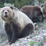 Yellowstone National Park - Full-Day Lower Loop Tour from Jackson - Exploring Yellowstone’s Main Stops