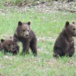 Yellowstone National Park - Full-Day Lower Loop Tour from West Yellowstone - What Makes This Tour Stand Out