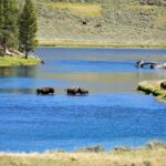 Yellowstone National Park Private Tour - Exploring Yellowstone’s Lower Loop with a Private Guide