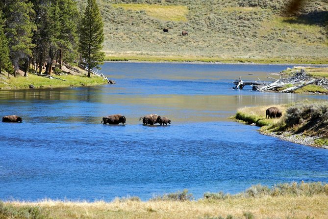 Yellowstone National Park Private Tour - Exploring Yellowstone’s Lower Loop with a Private Guide