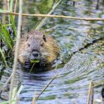 Yellowstone Private Full Day Tour - Scenic Drive Through Beartooth Highway