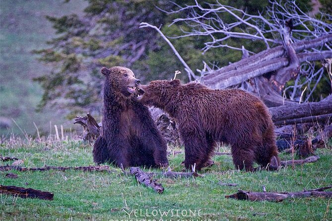 Yellowstone: Private Guided Tour - Yellowstone: An Exclusive Private Experience in Jackson Hole