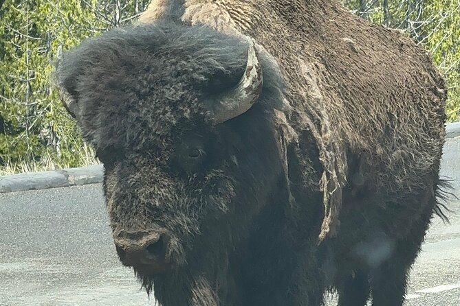 Yellowstone Private Tour - Logistics and Ease of Booking